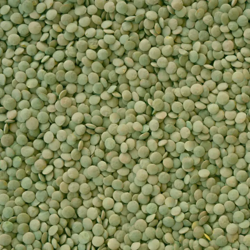 Green lentils